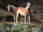 MONTE MASONI > PIZZO ZERNA > VALSAMBUZZA - FOTOGALLERY